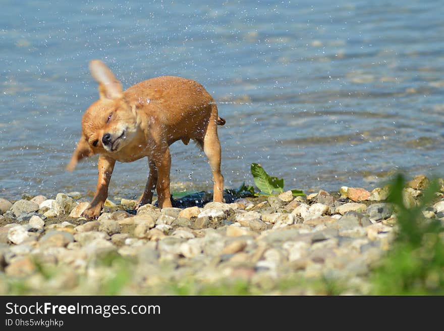 Fauna, Wildlife, Dog Like Mammal, Snout