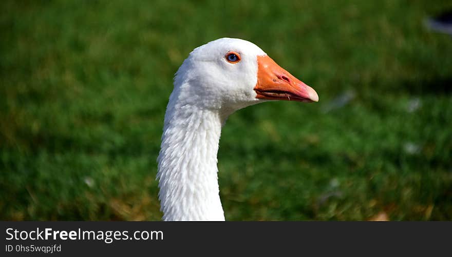 Beak, Bird, Water Bird, Ducks Geese And Swans