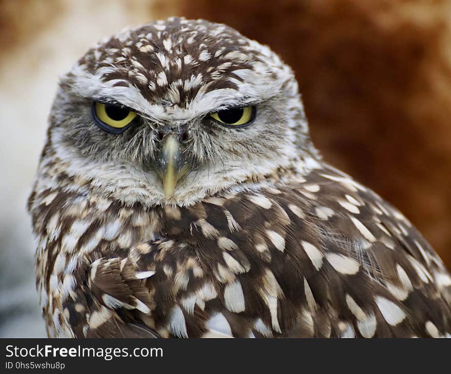 Owl, Bird Of Prey, Bird, Beak