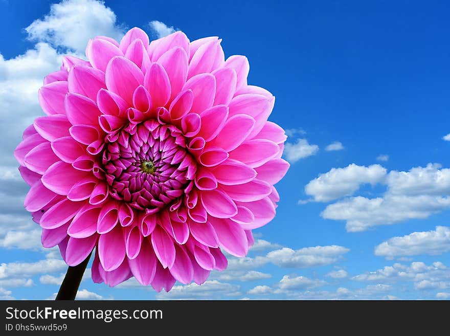 Flower, Pink, Sky, Flowering Plant