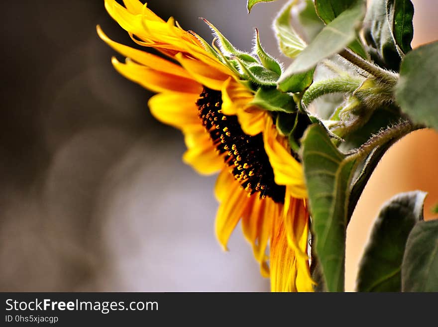 Flower, Sunflower, Yellow, Plant