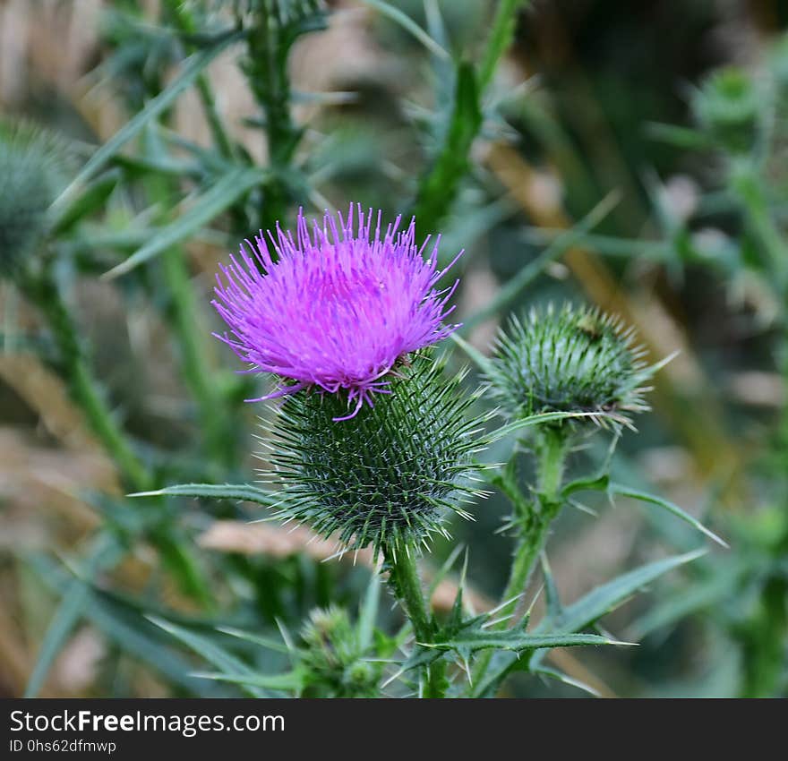 Silybum, Thistle, Plant, Noxious Weed