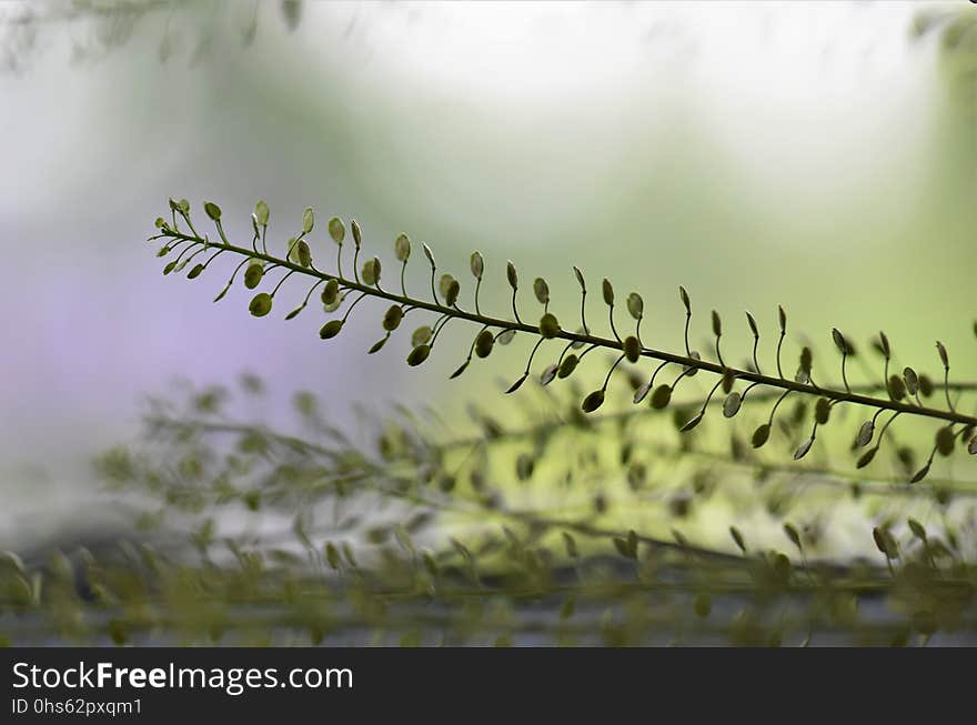 Vegetation, Leaf, Close Up, Branch