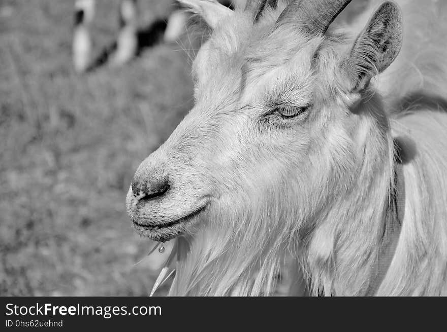 Goats, Wildlife, Black And White, Goat