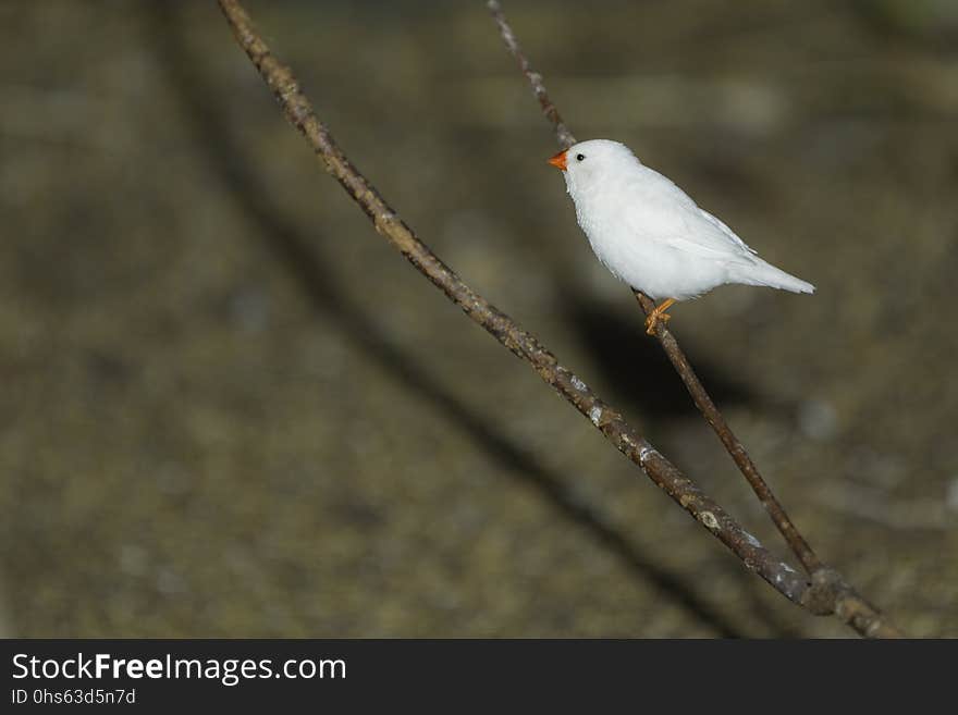 Bird, Fauna, Beak, Feather