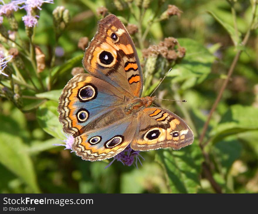 Butterfly, Moths And Butterflies, Insect, Brush Footed Butterfly