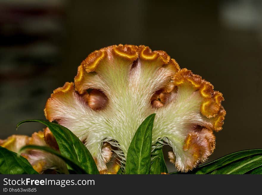 Plant, Close Up, Flower, Macro Photography