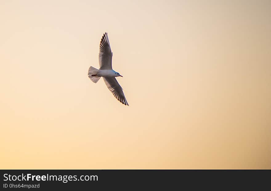 Bird, Sky, Fauna, Beak