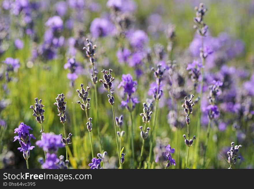 Flower, English Lavender, Lavender, Plant