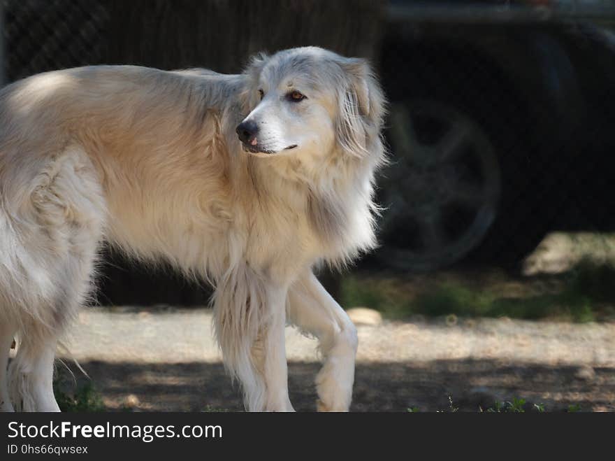 Dog, Dog Breed, Dog Breed Group, Dog Like Mammal