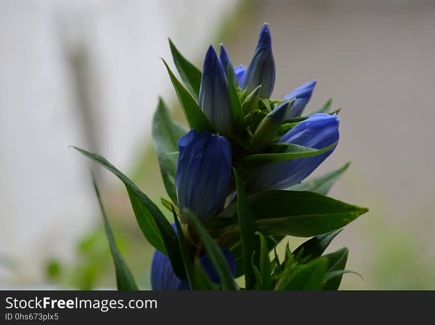 Plant, Flower, Flora, Gentian Family