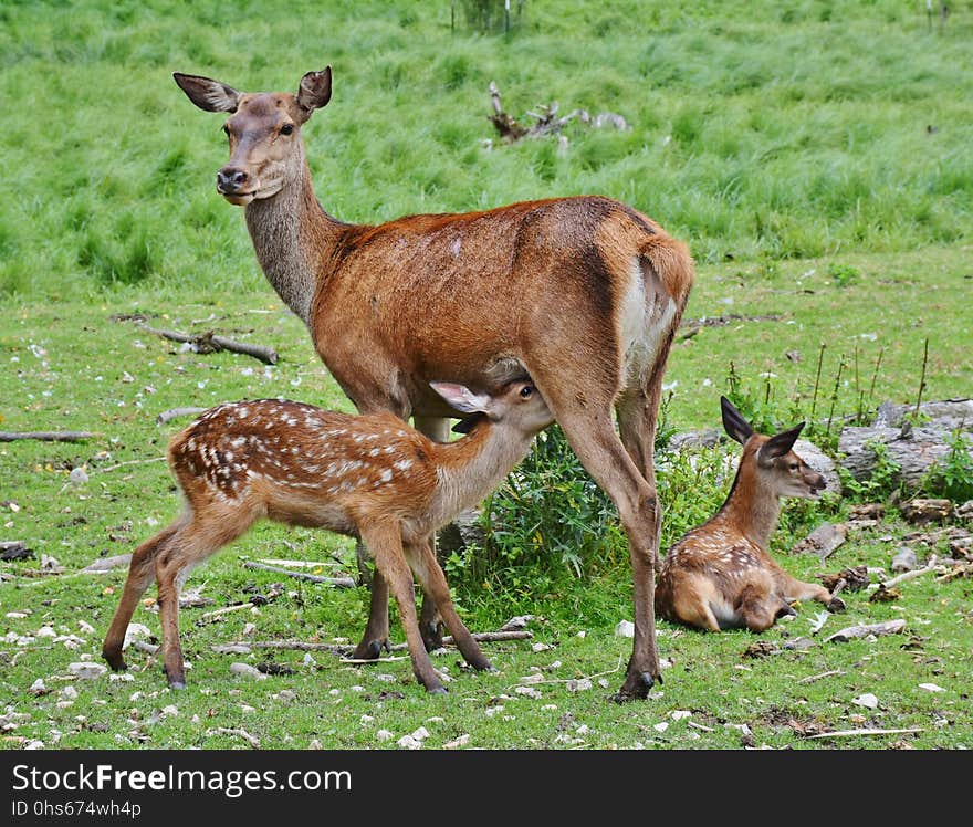 Wildlife, Deer, Fauna, Mammal