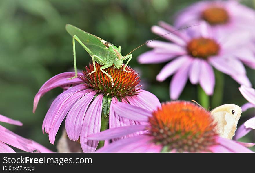 Flower, Nectar, Coneflower, Flora