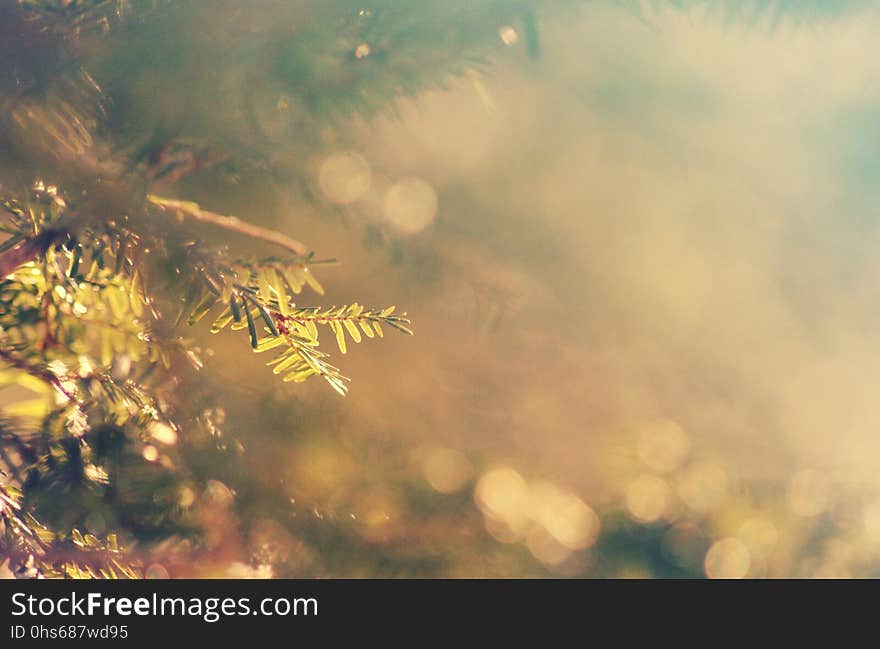 Sky, Branch, Leaf, Sunlight