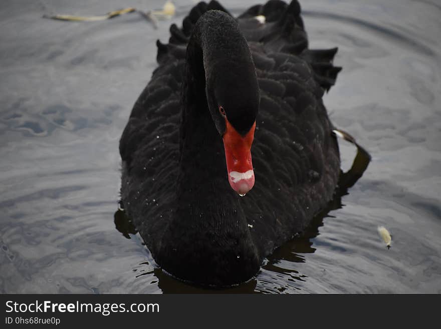 Black Swan, Water Bird, Ducks Geese And Swans, Swan