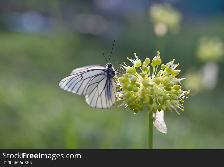 Butterfly, Insect, Moths And Butterflies, Flower