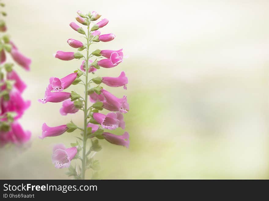 Flower, Pink, Flora, Digitalis