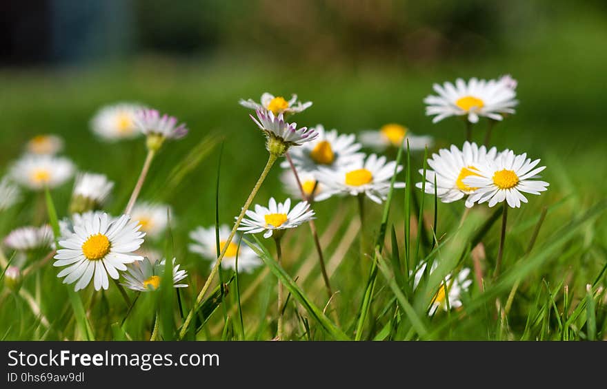 Flower, Flora, Plant, Daisy Family