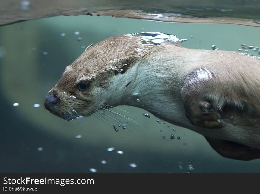 Fauna, Mammal, Water, Otter