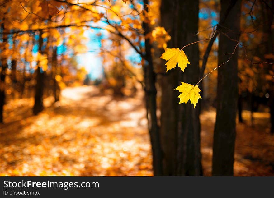 Leaf, Yellow, Autumn, Nature