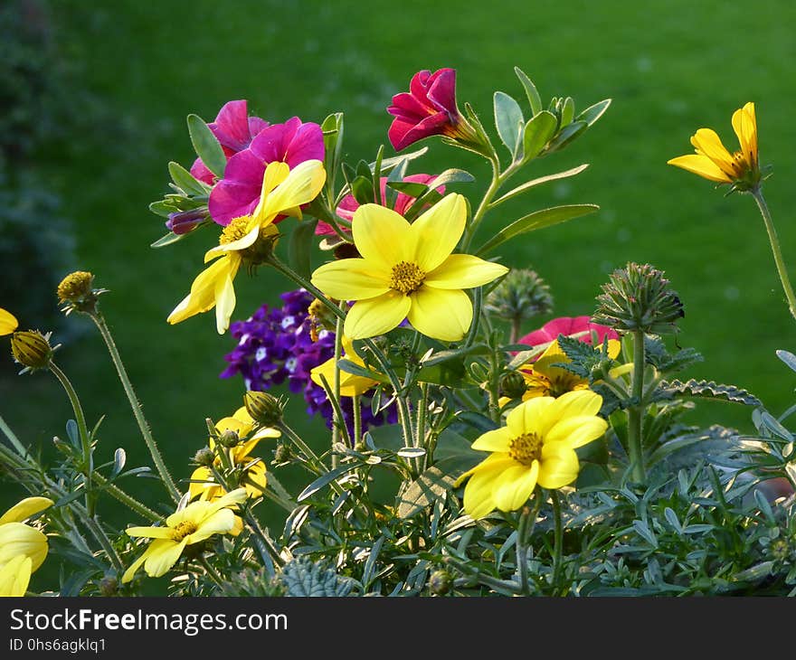 Flower, Plant, Wildflower, Flora