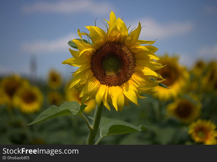 Flower, Sunflower, Yellow, Sky