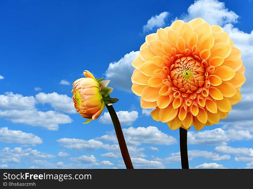 Flower, Sky, Yellow, Flowering Plant