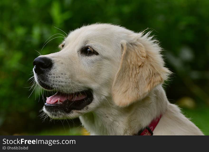 Dog, Dog Like Mammal, Dog Breed, Golden Retriever