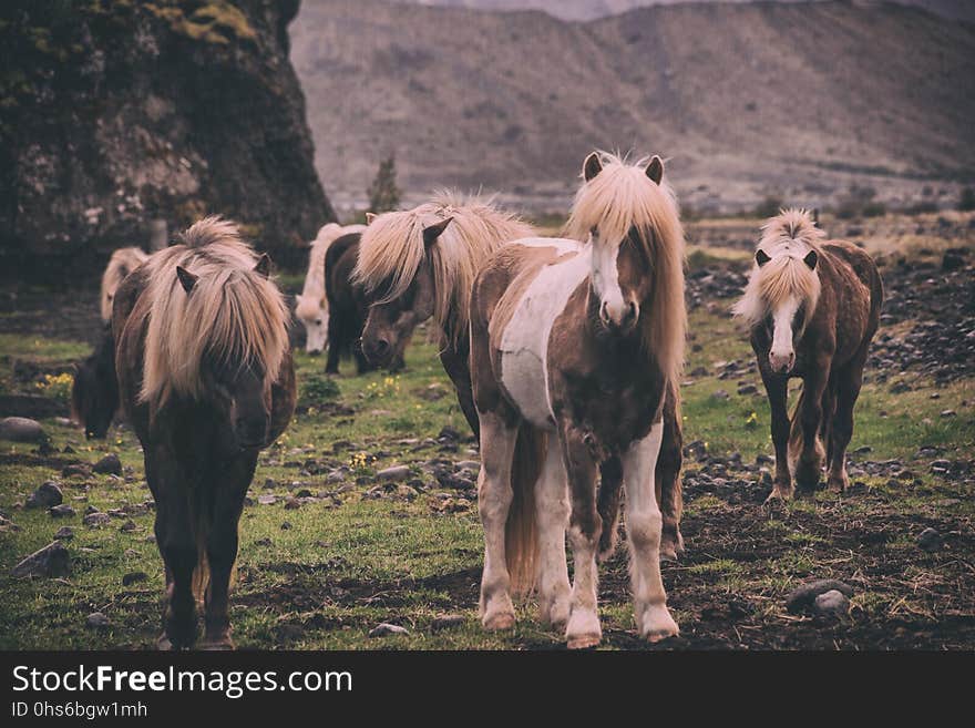 Horse, Fauna, Wilderness, Horse Like Mammal