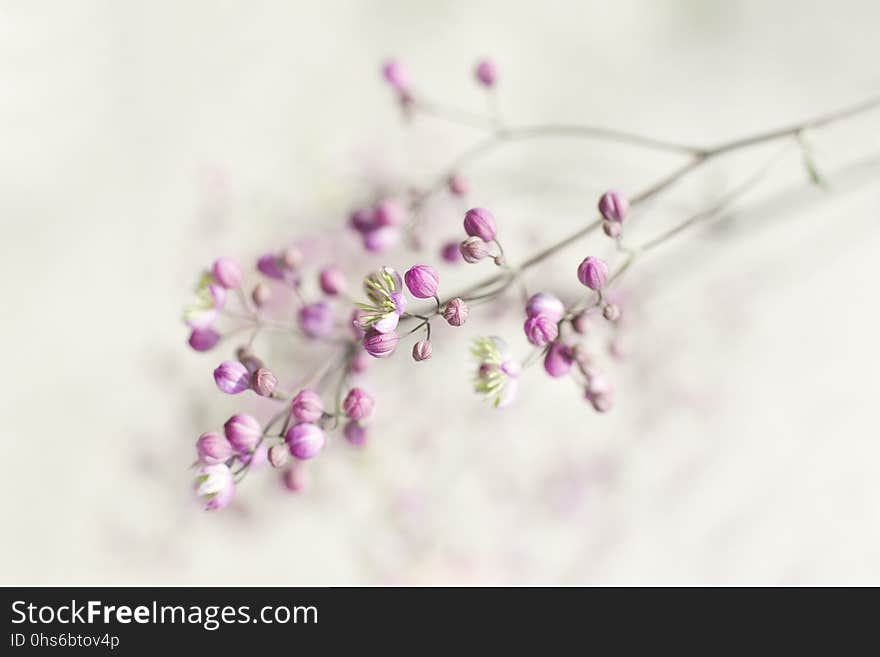 Flower, Blossom, Lilac, Violet