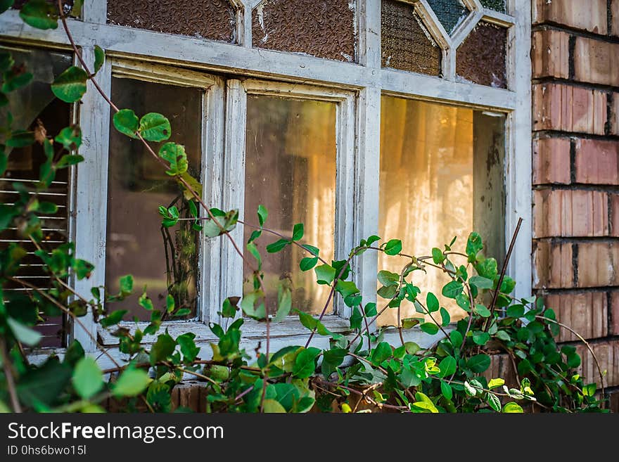 Green, Flower, Plant, Leaf