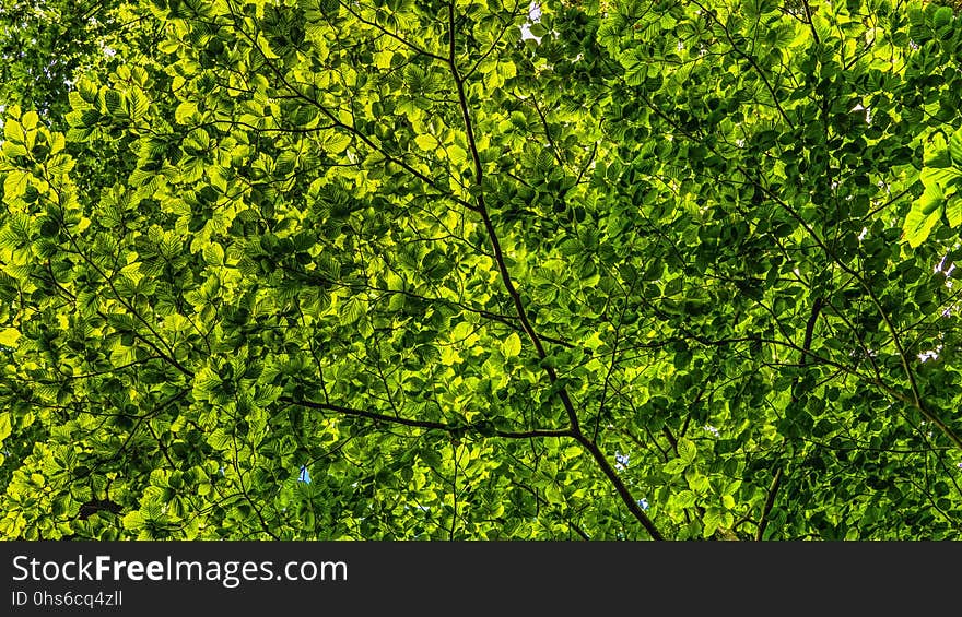 Green, Vegetation, Ecosystem, Tree