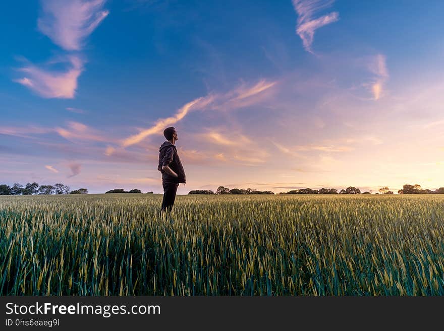 Sky, Field, Crop, Grass Family