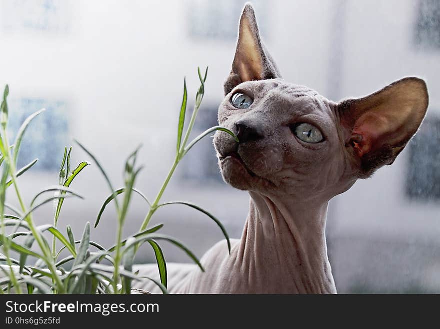 Cat, Hairless Cat, Sphynx, Donskoy