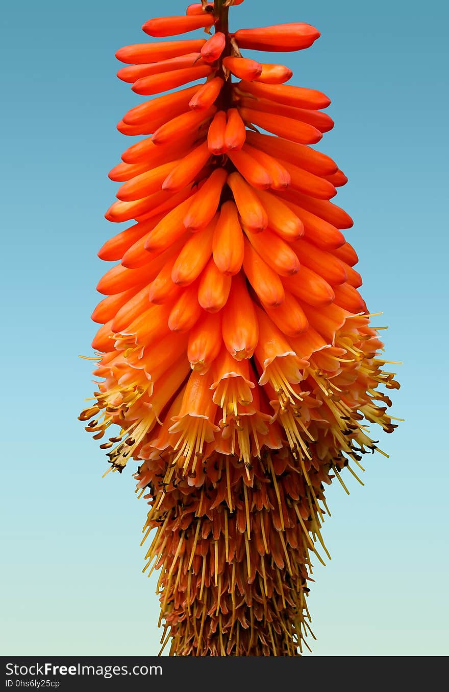 Torch Lily, Orange, Flower, Flora