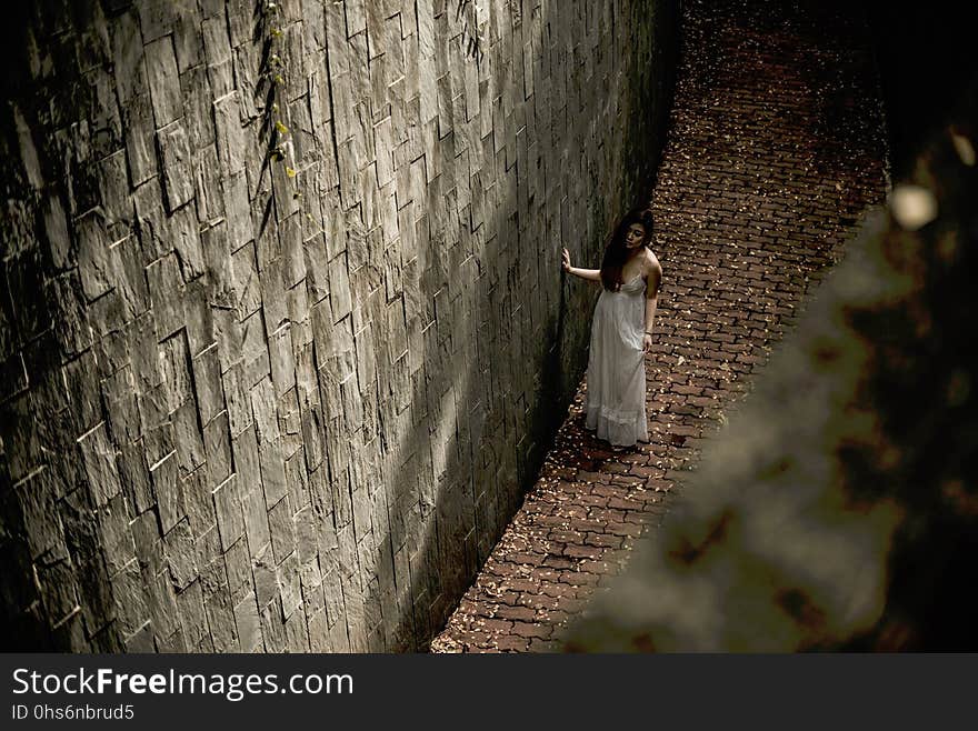 Photograph, Tree, Wood, Darkness