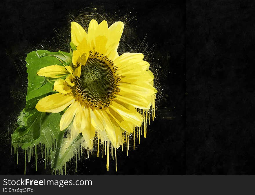 Flower, Yellow, Sunflower, Flora