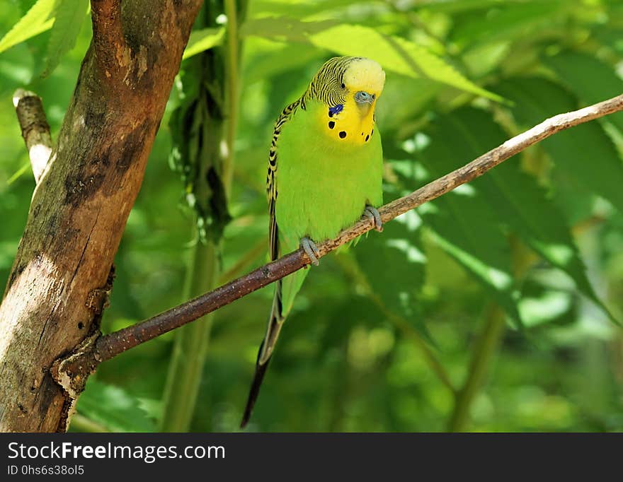 Bird, Common Pet Parakeet, Parakeet, Parrot