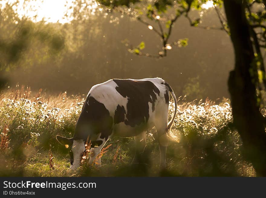 Wildlife, Cattle Like Mammal, Grass, Fauna