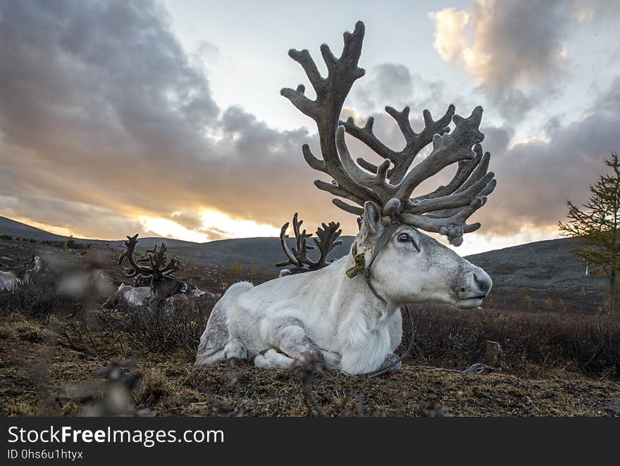 Reindeer in a landscape of Northern Mongolia