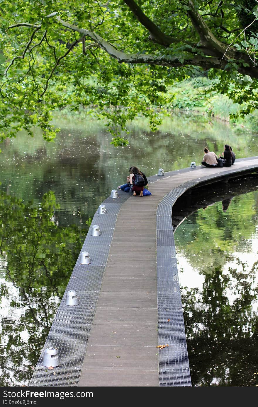 Tree, Path, Plant, Water