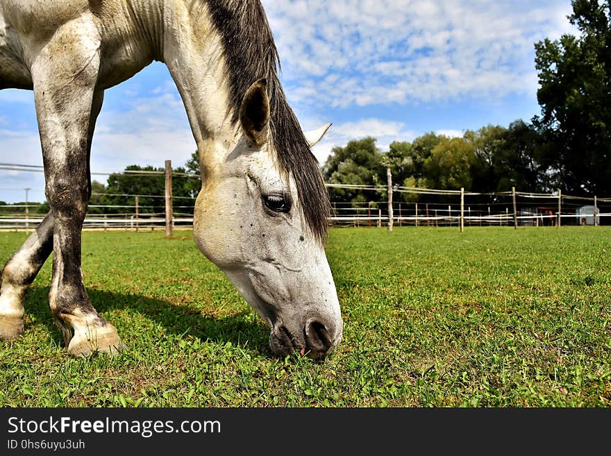 Pasture, Horse, Woody Plant, Tree