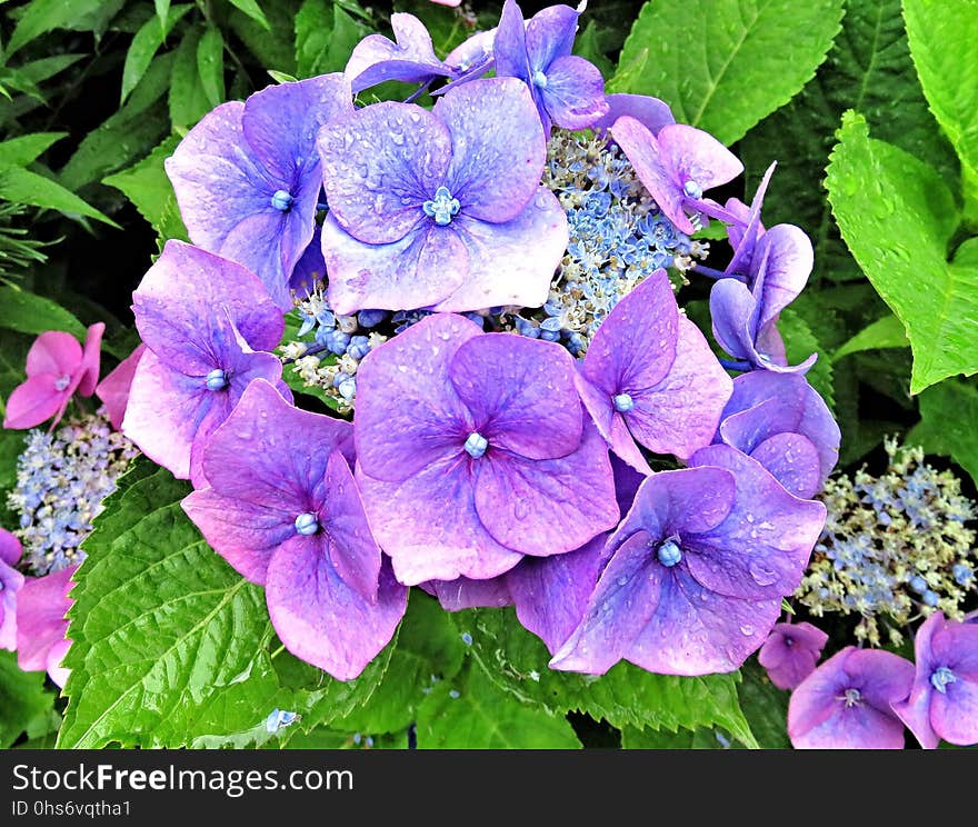 Flower, Blue, Plant, Flowering Plant