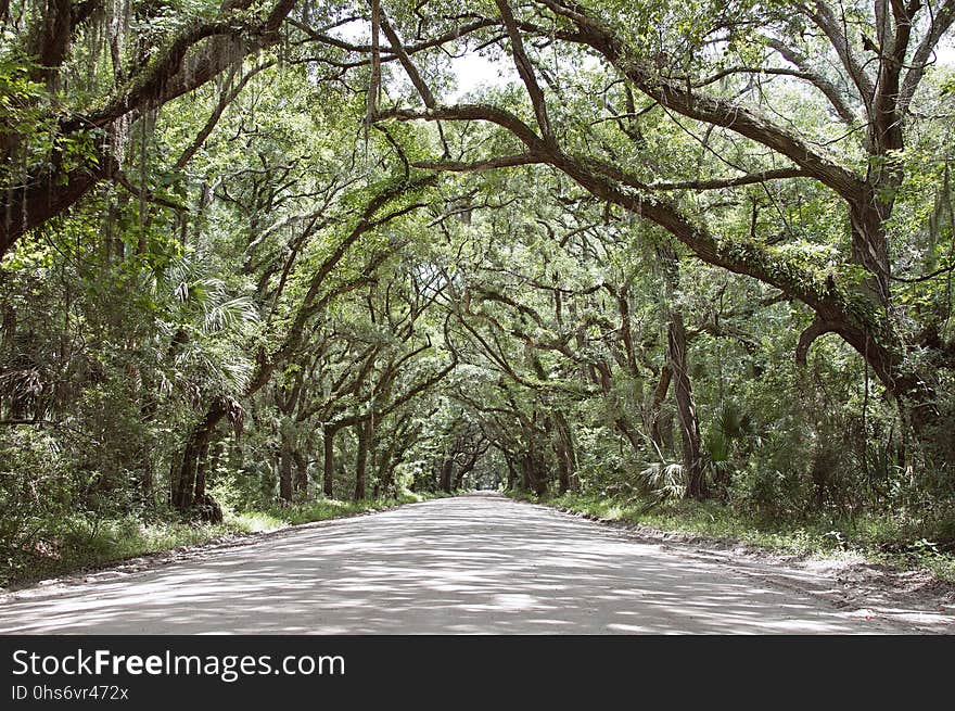 Tree, Vegetation, Path, Ecosystem