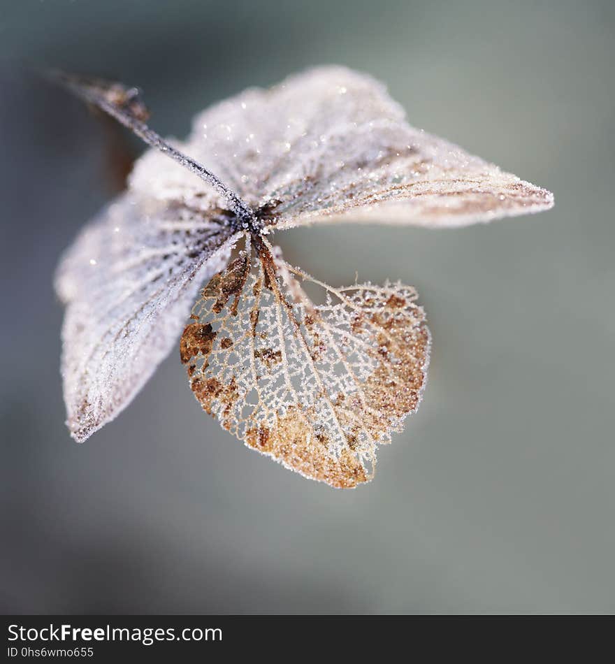 Insect, Moths And Butterflies, Invertebrate, Butterfly