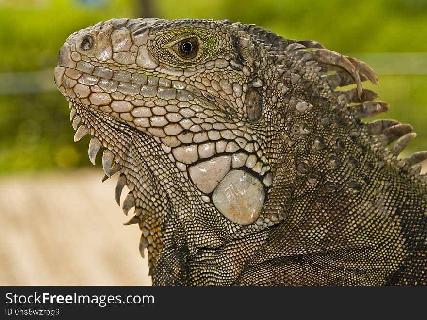 Reptile, Scaled Reptile, Iguana, Terrestrial Animal