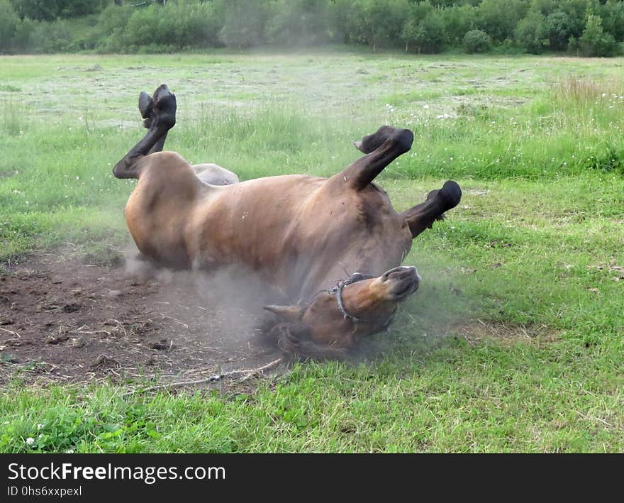 Wildlife, Grass, Pasture, Snout