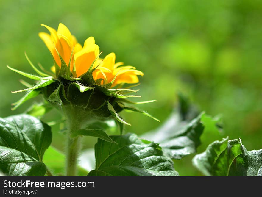 Flower, Nectar, Close Up, Plant