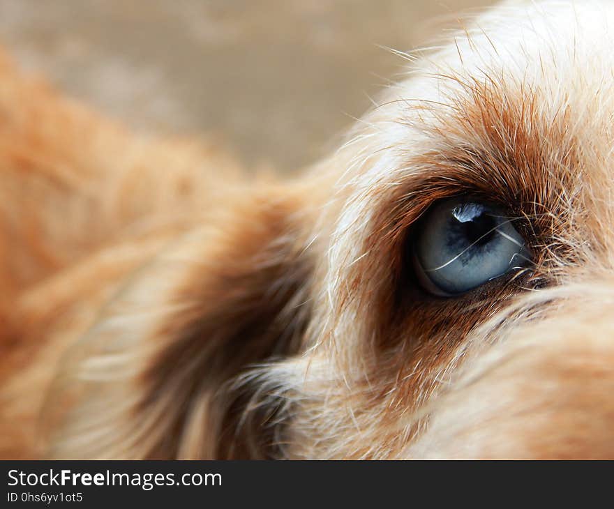 Dog, Dog Breed, Nose, Fur