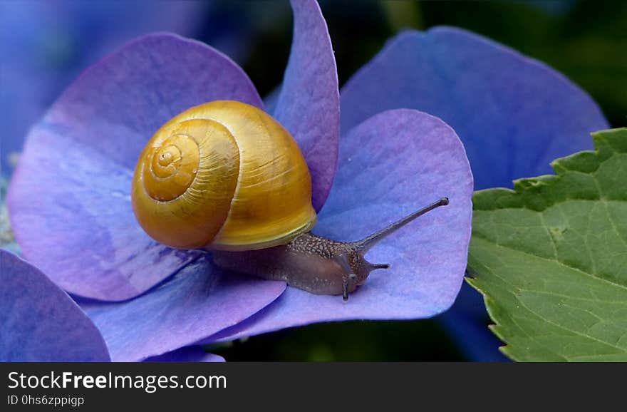 Snails And Slugs, Snail, Molluscs, Invertebrate